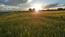 Pictured: One of Molson Coors' 'showcase barley valleys'